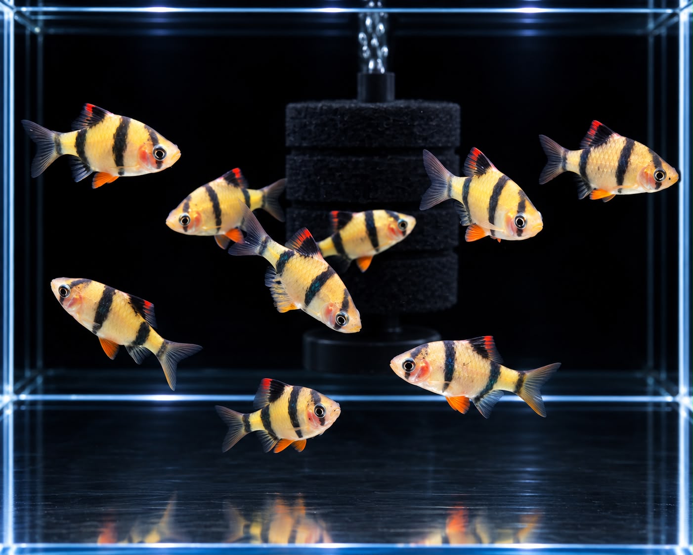 Tiger Barb ~ 3cm - 3.5cm
